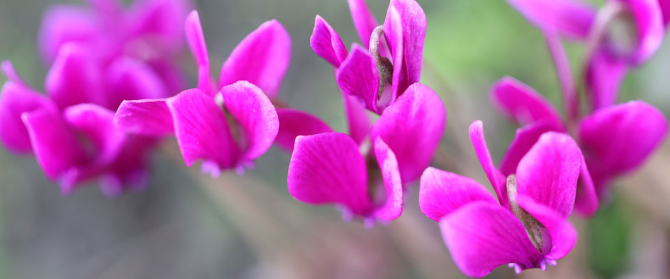 Header Picture Header Picture