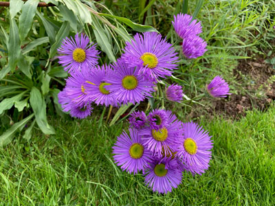 Erigeron Sincerity Erigeron Sincerity