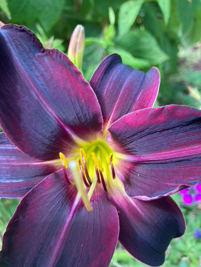 Hemerocallis Apple Court Damson Hemerocallis Apple Court Damson