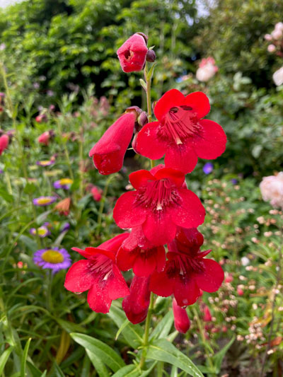 Penstemon Pensham St James Penstemon Pensham St James